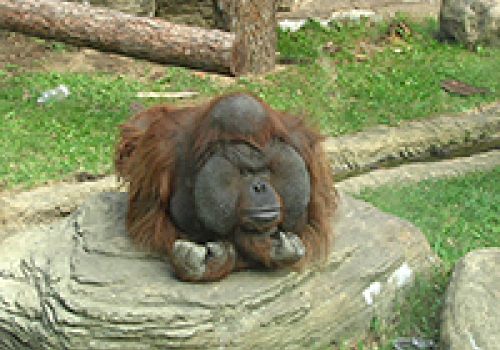 Image: The Bornean Orangutan is one of the beneficiaries of Marxan, a conservation planning software tool developed by CEED researchers.