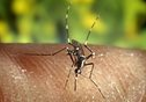 Image: Asian tiger mosquito