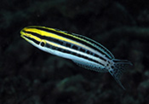 Image: Striped Blenny fish