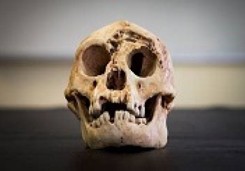 Image: Homo Floresiensis skull 2.