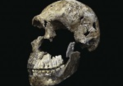 Image: "Neo" skull of Homo naledi from the Lesedi Chamber.