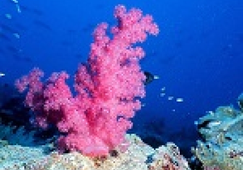 Image: reef0484, The Coral Kingdom Collection.