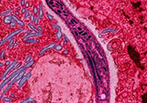 Image: The Plasmodium parasite, which is responsible for malaria.