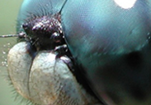 : Dragonflies have keen visual and neural processes that could be ideal for translating into technological advances. : Dragonflies have keen visual and neural processes that could be ideal for translating into technological advances.