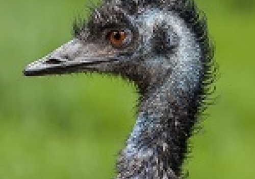 The emu is one of a group of large, flightless birds around the world called ratites. The emu is one of a group of large, flightless birds around the world called ratites.
