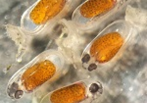 Image: Late-stage embryos of one of the study species, Amphiprion melanopus (cinnamon clownfish). Image: Late-stage embryos of one of the study species, Amphiprion melanopus (cinnamon clownfish).