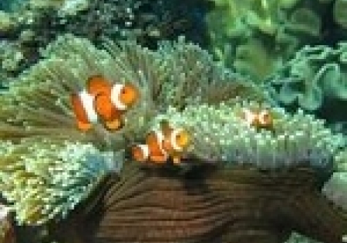 Orange clownfish, Amphiprion percula, living in symbiosis with a host anemone. Orange clownfish, Amphiprion percula, living in symbiosis with a host anemone.