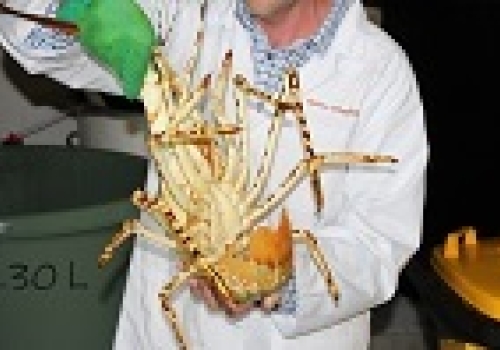 Image: Tropical rock lobster. Image: Tropical rock lobster. Image credit: Institute for Marine and Antarctic Studies.