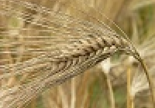 Image: Korea-Barley-01.jpg. Image: Korea-Barley-01.jpg. Image credit: Wikimedia Commons.
