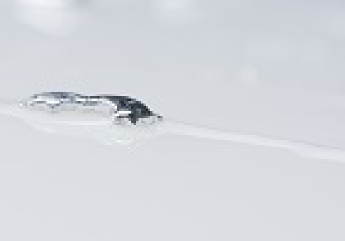 Image: Image of a liquid metal "slug" and its clear atom-thick "trail" shows the breakthrough in action. Image: Image of a liquid metal "slug" and its clear atom-thick "trail" shows the breakthrough in action. Image credit: Peter Clarke, RMIT University.