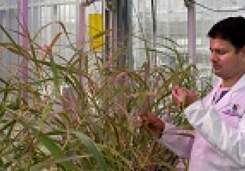 Image: Researcher Bala Sonawane with native grasses Image: Researcher Bala Sonawane with native grasses Image courtesy: Charles Tambiah/ ARC Centre of Excellence for Translational Photosynthesis