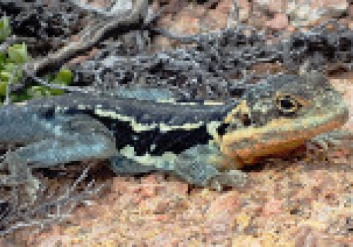 Ctenophorus fionni (Peninsula Dragon). Ctenophorus fionni (Peninsula Dragon).