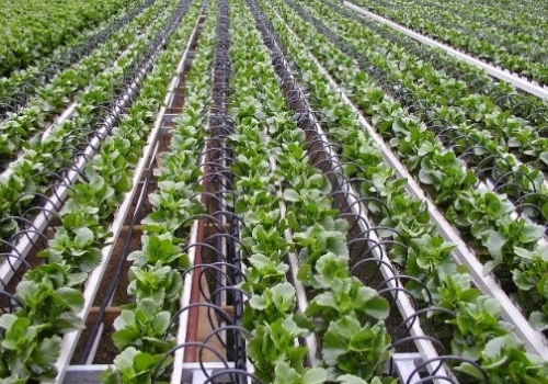 Image: Researchers are working to incorporate artificial intelligence into farming decisions. Image credit: Wikimedia Commons (CC BY-SA 4.0). Image: Researchers are working to incorporate artificial intelligence into farming decisions. Image credit: Wikimedia Commons (CC BY-SA 4.0).