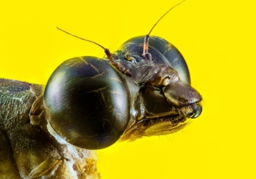 Image: The compound eyes of the dragonfly. Image credit: Max Pixel (Public domain). Image: The compound eyes of the dragonfly. Image credit: Max Pixel (Public domain).