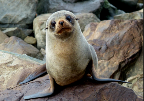 Arctocephalus forsteri Arctocephalus forsteri