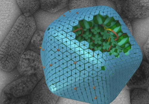 Carboxysomes consist of many thousands of polypeptides, arranged in an icosahedral structure. Carboxysomes consist of many thousands of polypeptides, arranged in an icosahedral structure.