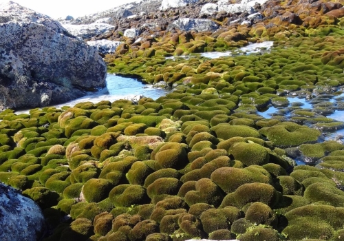 Moss beds at the ASPA135 site in 2012. Moss beds at the ASPA135 site in 2012.