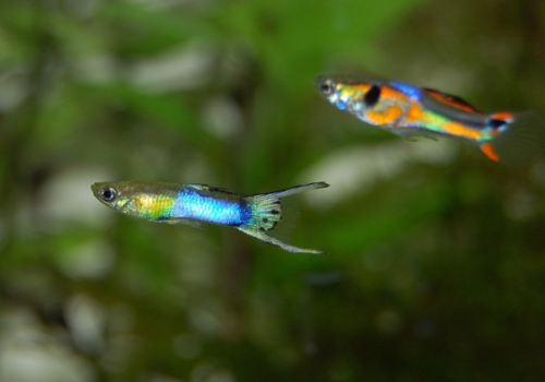 guppy fish guppy fish