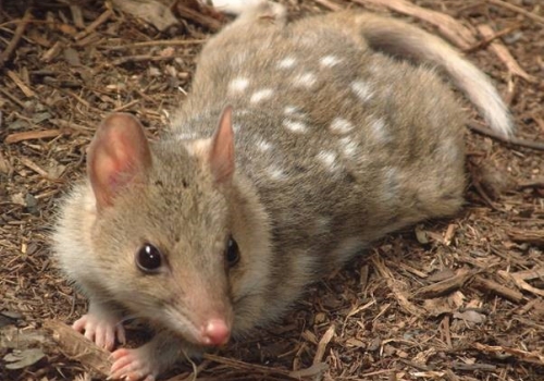 The endangered eastern quoll The endangered eastern quoll