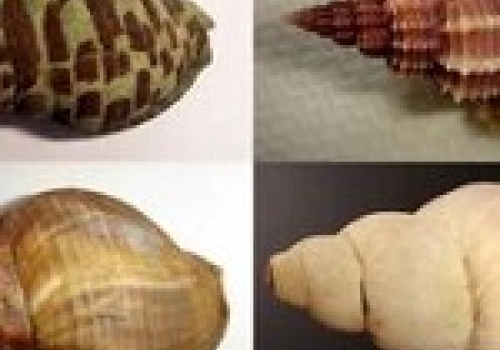 Image: Marine gastropods (snails): top left (temperate; Vic, Australia), top right (tropical; north Queensland, Australia), bottom left (temperate, U.K.), bottom right (polar, Antarctica). Image: Marine gastropods (snails): top left (temperate; Vic, Australia), top right (tropical; north Queensland, Australia), bottom left (temperate, U.K.), bottom right (polar, Antarctica). Image credit: Sue Ann Watson.