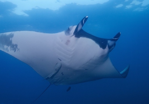 Manta Ray Manta Ray
