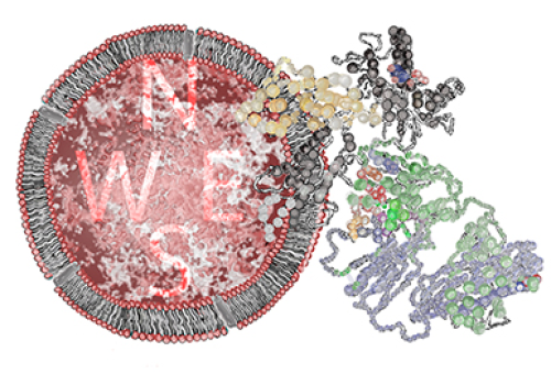 Artwork of a gamma delta T cell receptor interacting with MR1. Artwork by: Dr Erica Tandori, artist-in-residence, Monash BDI. Artwork of a gamma delta T cell receptor interacting with MR1. Artwork by: Dr Erica Tandori, artist-in-residence, Monash BDI.