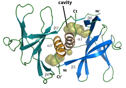 Crystal structure of Nsp9. Crystal structure of Nsp9.