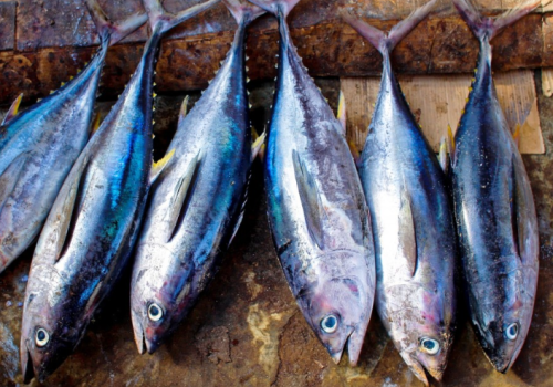 wild fish catch goa wild fish catch goa