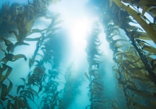 Kelp Forest (CC BY 2.0)