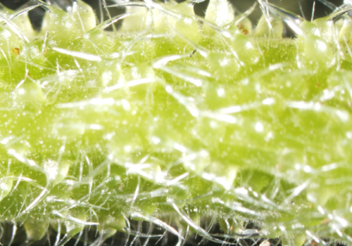 The Gympie Gympie stinging tree has needle-like trichomes which inject toxins. Credit: Institute for Molecular Bioscience, University of Queensland The Gympie Gympie stinging tree has needle-like trichomes which inject toxins. Credit: Institute for Molecular Bioscience, University of Queensland