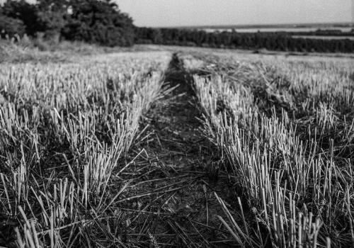 crop harvested crop harvested