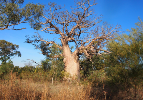 Image: One of the iconic boab trees with a carving in the Kimberley, WA. Credit: Jane Balme Image: One of the iconic boab trees with a carving in the Kimberley, WA. Credit: Jane Balme