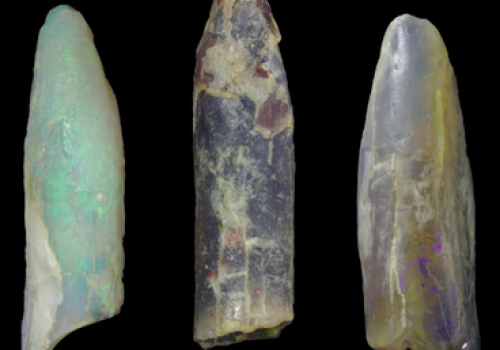 Sauropod teeth fossils (not to scale) showing the diversity of tooth shapes found at Lightning Ridge. The fossils have different colours since they’re all made out of opal. Timothy Frauenfelder Sauropod teeth fossils (not to scale) showing the diversity of tooth shapes found at Lightning Ridge. The fossils have different colours since they’re all made out of opal. Timothy Frauenfelder