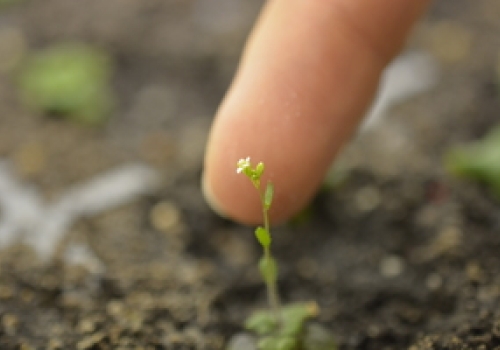 PEB Seedling PEB Seedling