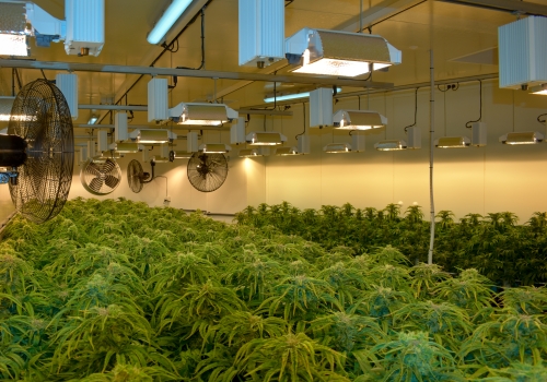 Cann Group Limited, key partner of the ARC Research Hub for Medicinal Agriculture. Cann Group Limited, key partner of the ARC Research Hub for Medicinal Agriculture.