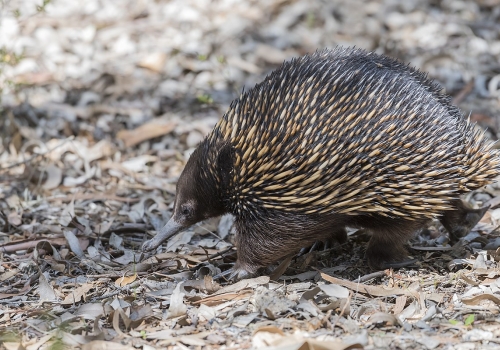 echidna echidna