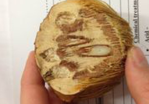 anyakngarra nut anyakngarra nut