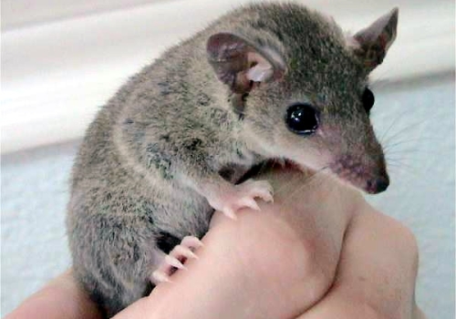 The grey short tailed opossum The grey short tailed opossum