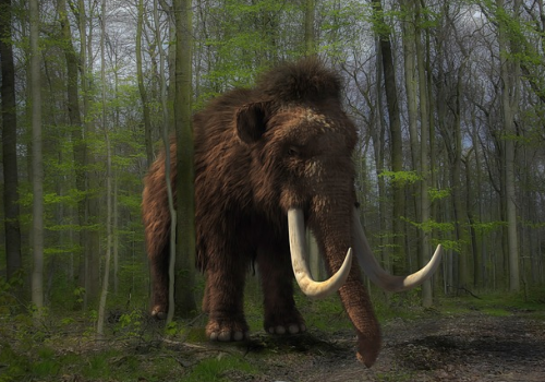 Mammoth Mammoth
