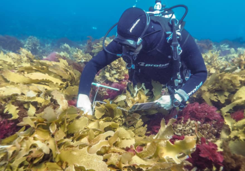 Researching the health of kelp forests in the Great Southern Reef Researching the health of kelp forests in the Great Southern Reef