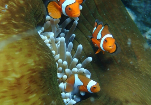 Baby reef fish swimming. Baby reef fish swimming.