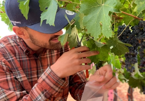 Researcher Pietro Previtali collecting sample Cabernet Sauvignon grapes for the study. Researcher Pietro Previtali collecting sample Cabernet Sauvignon grapes for the study.