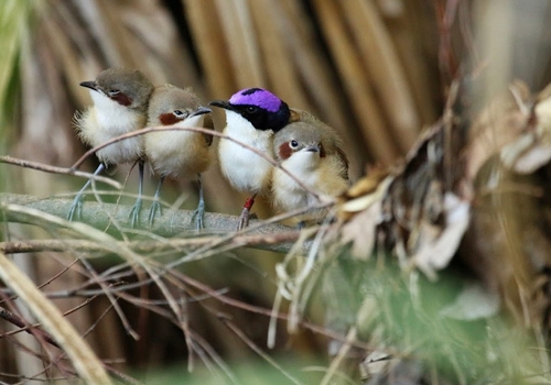 Avoiding predation is key for surviving in the wild. Credit: Dr Niki Teunissen. Avoiding predation is key for surviving in the wild. Credit: Dr Niki Teunissen.
