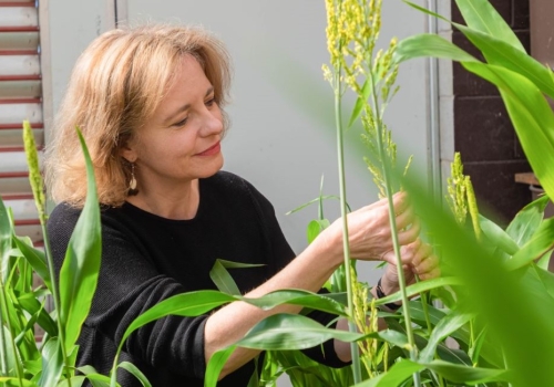 Dr Emma Mace from QAAFI's Centre for Crop Science Dr Emma Mace from QAAFI's Centre for Crop Science