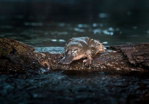 Platypus numbers have been declining but a new 'smart water tank' project is set to improve the odds for platypus in Monbulk Creek. Image: Doug Gimesy Platypus numbers have been declining but a new 'smart water tank' project is set to improve the odds for platypus in Monbulk Creek. Image: Doug Gimesy