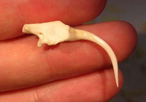 Venom fang of a Gaboon viper, with the venom groove running along the top. Alessandro Palci, Author provided Venom fang of a Gaboon viper, with the venom groove running along the top. Alessandro Palci, Author provided