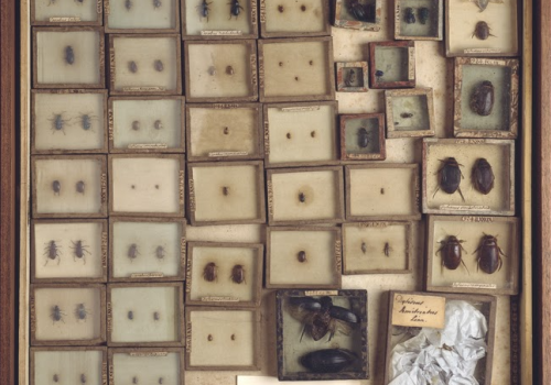 Collection of beetles, Case containing beetles from the Joseph Dandridge and Petiver collections. Some have Hans Sloane's catalogue numbers. C016/5553 ©The Trustees of the Natural History Museum, London Collection of beetles, Case containing beetles from the Joseph Dandridge and Petiver collections. Some have Hans Sloane's catalogue numbers. C016/5553 ©The Trustees of the Natural History Museum, London
