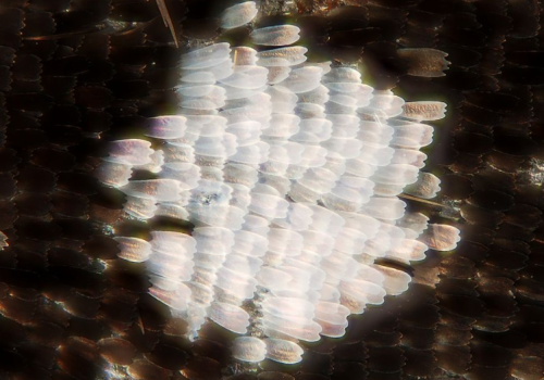 The center pupil of the so called anterior "eyespot" on the fore wing of the African butterfly Bicyclus anynana The center pupil of the so called anterior "eyespot" on the fore wing of the African butterfly Bicyclus anynana