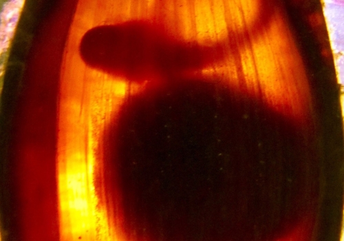 Shark Embryo by M Johnson Shark Embryo by M Johnson