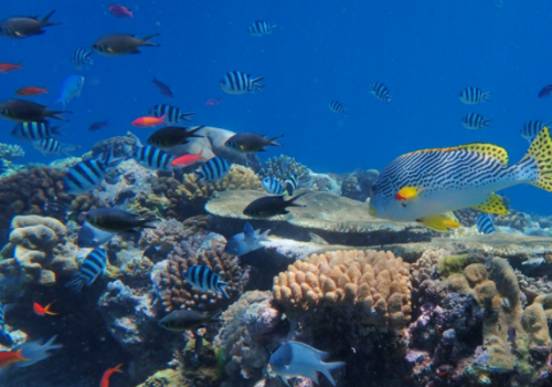 healthy coral reef - coral coe healthy coral reef - coral coe